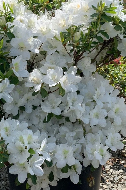 Girard's Pleasant White Azalea - 1 Gallon Pot Girard's Pleasant White Azalea - 1 Gallon Pot -Garden Plant Shop azalea girards pleasant white 23