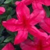 Gloria Deep Pink Sawada Azalea - 6 Pack Of 1 Gallon Pots