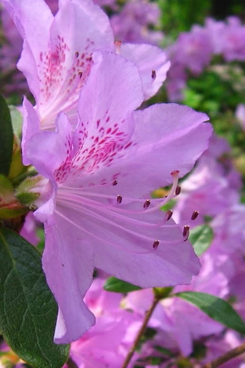 Gulf Pride Fragrant Southern Indica Azalea - 1 Gallon Pot Gulf Pride Fragrant Southern Indica Azalea - 1 Gallon Pot -Garden Plant Shop azalea gulf pride 2 1