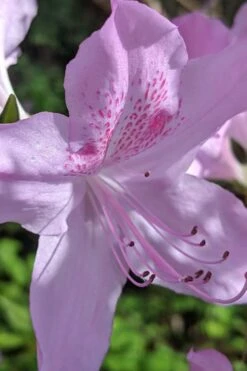 Gulf Pride Fragrant Southern Indica Azalea - 1 Gallon Pot 4 Gulf Pride Fragrant Southern Indica Azalea - 1 Gallon Pot -Garden Plant Shop azalea gulf pride 5 1