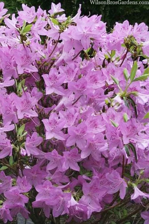 Gulf Pride Fragrant Southern Indica Azalea - 1 Gallon Pot Gulf Pride Fragrant Southern Indica Azalea - 1 Gallon Pot -Garden Plant Shop azalea gulf pride 8 1