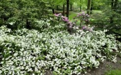 Helen Curtis Azalea - 3 Gallon Pot -Garden Plant Shop azalea helen curtis 9