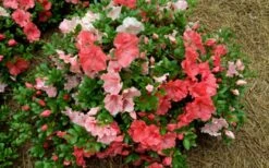 Hilda Niblett Azalea - 2 Gallon Pot -Garden Plant Shop azalea hilda niblet flowers