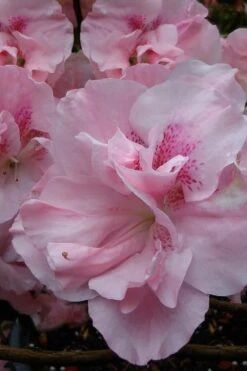 Nancy Of Robin Hill Azalea - 3 Gallon Pot 3 Nancy Of Robin Hill Azalea - 3 Gallon Pot -Garden Plant Shop azalea nancy at robin hill 1