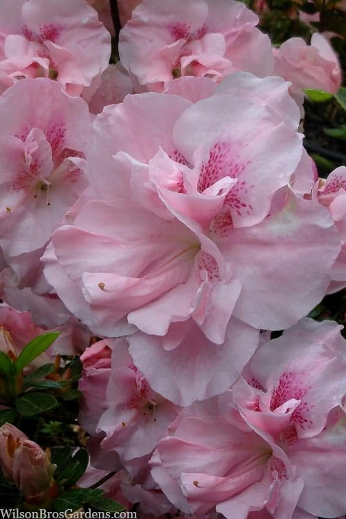 Nancy Of Robin Hill Azalea - 2 Gallon Pot