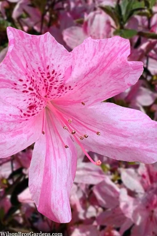 Northlake Beauty Azalea - 6 Pack of 1 Gallon Pots Northlake Beauty Azalea - 6 Pack Of 1 Gallon Pots -Garden Plant Shop azalea northlake beauty 10