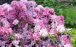 Northlake Beauty Azalea - 1 Gallon Pot -Garden Plant Shop azalea northlake beauty 13 2