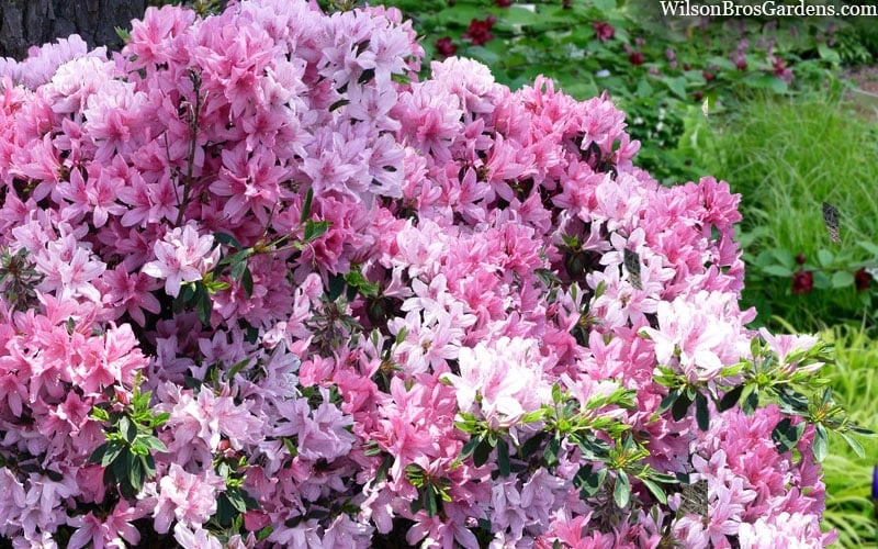 Northlake Beauty Azalea - 6 Pack of 1 Gallon Pots Northlake Beauty Azalea - 6 Pack Of 1 Gallon Pots -Garden Plant Shop azalea northlake beauty 13