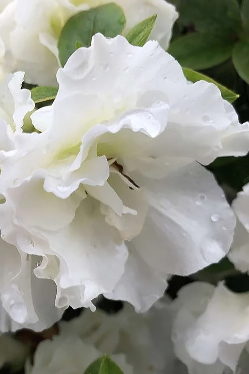 Perfecto Mundo Double White Reblooming Azalea - 2 Gallon Pot Perfecto Mundo Double White Reblooming Azalea - 2 Gallon Pot -Garden Plant Shop azalea perfecto mondo double white 1 1