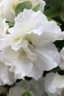 Perfecto Mundo Double White Reblooming Azalea - 3 Gallon Pot -Garden Plant Shop azalea perfecto mondo double white 1