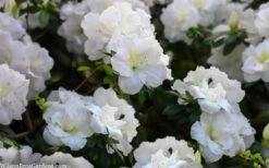 Perfecto Mundo Double White Reblooming Azalea - 3 Gallon Pot -Garden Plant Shop azalea perfecto mondo double white 2