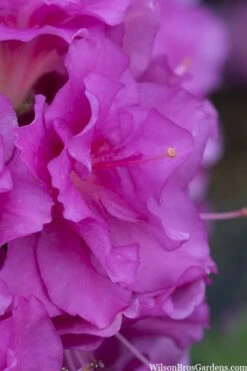 Perfecto Mundo Double Purple Reblooming Azalea - 2 Gallon Pot -Garden Plant Shop azalea perfecto mondo double20purple 1 2