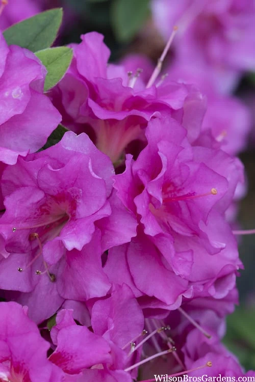 Perfecto Mundo Double Purple Reblooming Azalea - 3 Pack of Quart Pots Perfecto Mundo Double Purple Reblooming Azalea - 3 Pack Of Quart Pots -Garden Plant Shop azalea perfecto mondo double20purple 2 3