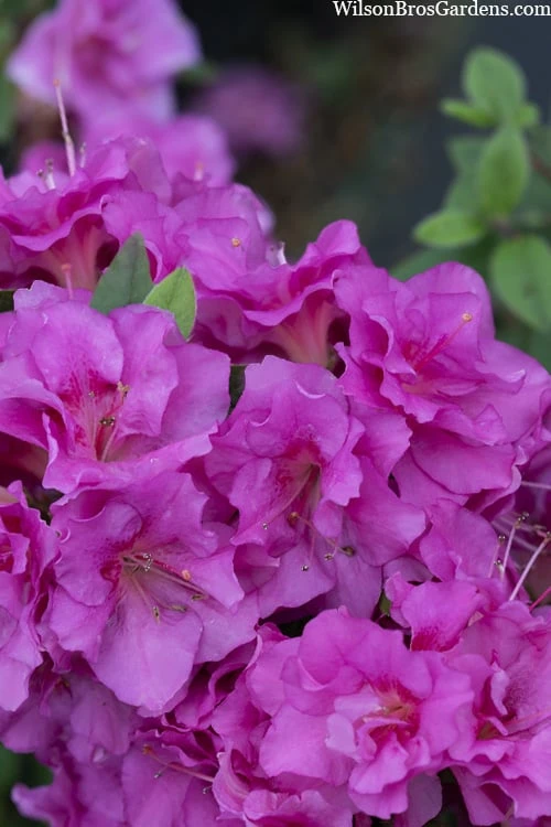 Perfecto Mundo Double Purple Reblooming Azalea - 3 Pack of Quart Pots Perfecto Mundo Double Purple Reblooming Azalea - 3 Pack Of Quart Pots -Garden Plant Shop azalea perfecto mondo double20purple 3 3
