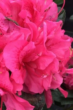 Perfecto Mundo Double Dark Pink Reblooming Azalea - 2 Gallon Pot -Garden Plant Shop azalea perfecto mundo double dark pink 1