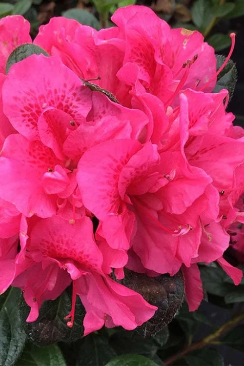Perfecto Mundo Double Dark Pink Reblooming Azalea - 3 Gallon Pot Perfecto Mundo Double Dark Pink Reblooming Azalea - 3 Gallon Pot -Garden Plant Shop azalea perfecto mundo double dark pink 2 1