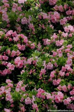 Perfecto Mundo Double Pink Reblooming Azalea - 3 Gallon Pot 5 Perfecto Mundo Double Pink Reblooming Azalea - 3 Gallon Pot -Garden Plant Shop azalea perfecto mundo double pink 1