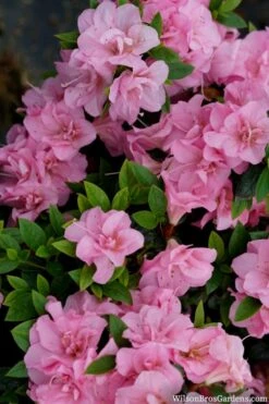 Perfecto Mundo Double Pink Reblooming Azalea - 3 Gallon Pot 4 Perfecto Mundo Double Pink Reblooming Azalea - 3 Gallon Pot -Garden Plant Shop azalea perfecto mundo double pink 2