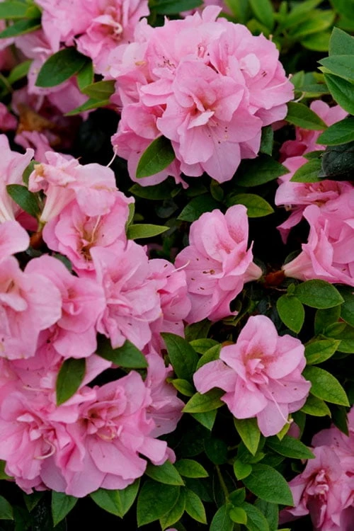 Perfecto Mundo Double Pink Reblooming Azalea - 2 Gallon Pot Perfecto Mundo Double Pink Reblooming Azalea - 2 Gallon Pot -Garden Plant Shop azalea perfecto mundo double pink 4