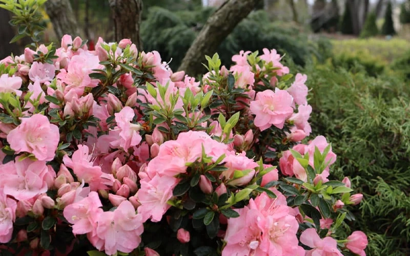 Perfecto Mundo Double Pink Reblooming Azalea - 3 Gallon Pot Perfecto Mundo Double Pink Reblooming Azalea - 3 Gallon Pot -Garden Plant Shop azalea perfecto mundo double pink 5