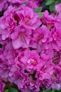 Perfecto Mundo Double Purple Reblooming Azalea - 2 Gallon Pot -Garden Plant Shop azalea perfecto mundo double purple 500x750 3