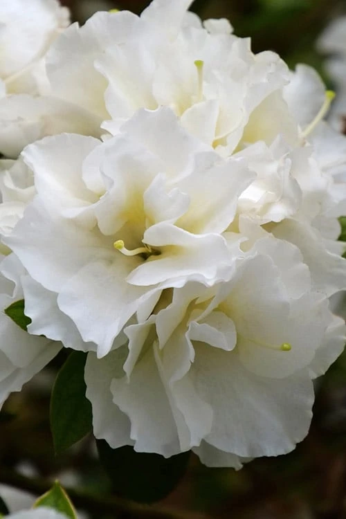 Perfecto Mundo Double White Reblooming Azalea - 2 Gallon Pot Perfecto Mundo Double White Reblooming Azalea - 2 Gallon Pot -Garden Plant Shop azalea perfecto mundo double white 8 1