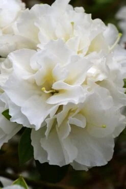 Perfecto Mundo Double White Reblooming Azalea - 3 Gallon Pot