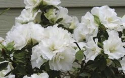 Perfecto Mundo Double White Reblooming Azalea - 2 Gallon Pot 3 Perfecto Mundo Double White Reblooming Azalea - 2 Gallon Pot -Garden Plant Shop azalea perfecto mundo double white 9 1