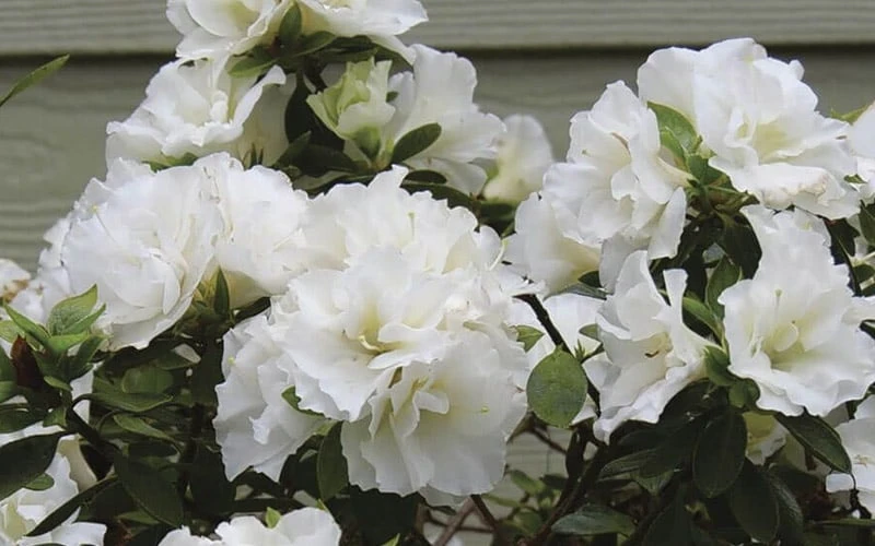 Perfecto Mundo Double White Reblooming Azalea - 2 Gallon Pot Perfecto Mundo Double White Reblooming Azalea - 2 Gallon Pot -Garden Plant Shop azalea perfecto mundo double white 9 1