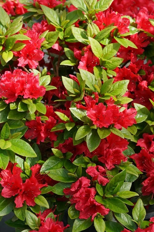 Perfecto Mundo Red Reblooming Azalea - 3 Pack of Quart Pots Perfecto Mundo Red Reblooming Azalea - 3 Pack Of Quart Pots -Garden Plant Shop azalea perfecto mundo red 2 1