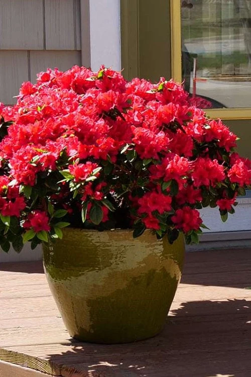 Perfecto Mundo Red Reblooming Azalea - 3 Pack of Quart Pots Perfecto Mundo Red Reblooming Azalea - 3 Pack Of Quart Pots -Garden Plant Shop azalea perfecto mundo red 3 1