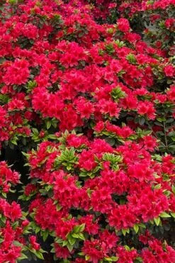 Perfecto Mundo Red Reblooming Azalea - 3 Gallon Pot 4 Perfecto Mundo Red Reblooming Azalea - 3 Gallon Pot -Garden Plant Shop azalea perfecto mundo red 5