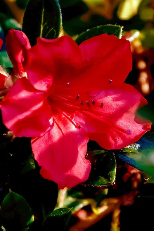 Perfecto Mundo Red Reblooming Azalea - 3 Pack of Quart Pots Perfecto Mundo Red Reblooming Azalea - 3 Pack Of Quart Pots -Garden Plant Shop azalea perfecto mundo red 6 1