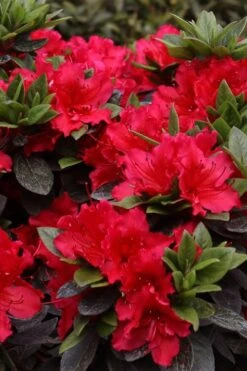 Perfecto Mundo Red Reblooming Azalea - 3 Pack Of Quart Pots 3 Perfecto Mundo Red Reblooming Azalea - 3 Pack Of Quart Pots -Garden Plant Shop azalea perfecto mundo red 8 1