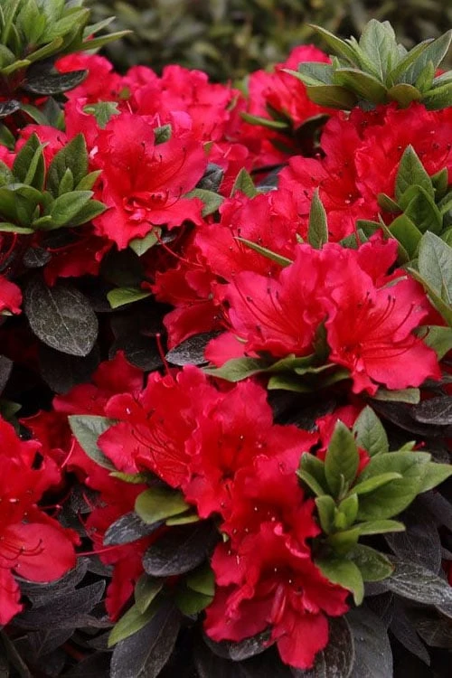Perfecto Mundo Red Reblooming Azalea - 3 Pack of Quart Pots Perfecto Mundo Red Reblooming Azalea - 3 Pack Of Quart Pots -Garden Plant Shop azalea perfecto mundo red 8 1