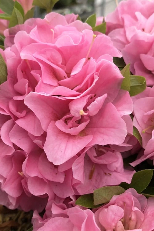 Perfecto Mundo Double Pink Reblooming Azalea - 2 Gallon Pot Perfecto Mundo Double Pink Reblooming Azalea - 2 Gallon Pot -Garden Plant Shop azalea perfectomundo double pink 100