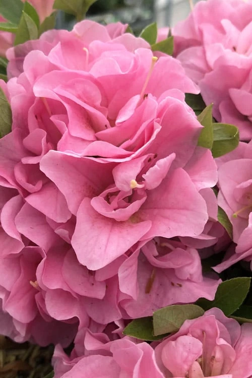 Perfecto Mundo Double Pink Reblooming Azalea - 3 Gallon Pot Perfecto Mundo Double Pink Reblooming Azalea - 3 Gallon Pot -Garden Plant Shop azalea perfectomundo double pink 101