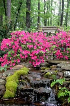 Pink Formosa Azalea - 3 Gallon Pot 3 Pink Formosa Azalea - 3 Gallon Pot -Garden Plant Shop azalea pink formosa 2 1