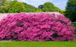 Pink Formosa Azalea - 3 Gallon Pot 4 Pink Formosa Azalea - 3 Gallon Pot -Garden Plant Shop azalea pink formosa 4 1