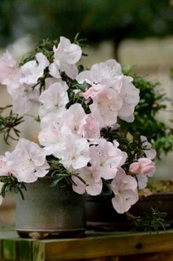 Tsuki No Shimo Satsuki Azalea - 3 Gallon Pot -Garden Plant Shop azalea satsuki tsuki no shimo 101 1