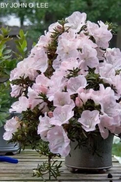 Tsuki No Shimo Satsuki Azalea - 3 Gallon Pot