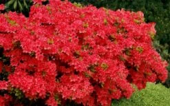 Stewartstonian Azalea - 1 Gallon Pot 6 Stewartstonian Azalea - 1 Gallon Pot -Garden Plant Shop azalea stewartstonian 3 1