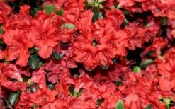 Stewartstonian Azalea - 1 Gallon Pot 8 Stewartstonian Azalea - 1 Gallon Pot -Garden Plant Shop azalea stewartstonian 4 1