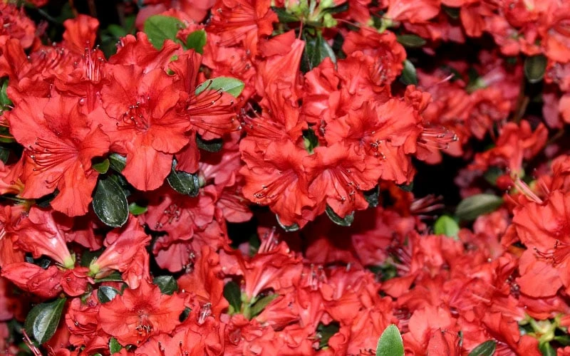 Stewartstonian Azalea - 1 Gallon Pot Stewartstonian Azalea - 1 Gallon Pot -Garden Plant Shop azalea stewartstonian 4 1