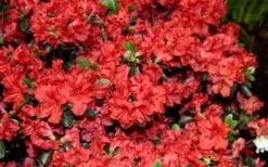 Stewartstonian Azalea - 1 Gallon Pot 7 Stewartstonian Azalea - 1 Gallon Pot -Garden Plant Shop azalea stewartstonian 6 1