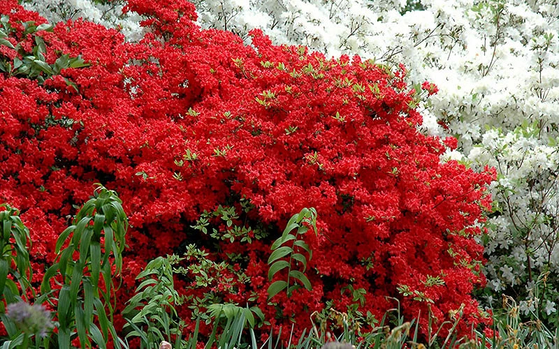 Stewartstonian Azalea - 1 Gallon Pot Stewartstonian Azalea - 1 Gallon Pot -Garden Plant Shop azalea stewartstonian 7 1