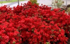 Stewartstonian Azalea - 1 Gallon Pot 5 Stewartstonian Azalea - 1 Gallon Pot -Garden Plant Shop azalea stewartstonian 8 1