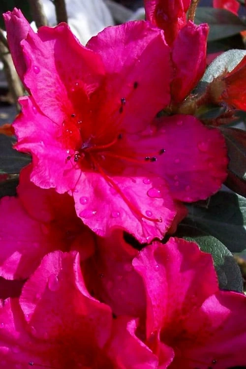 Temple Alexandra Aromi Evergreen Azalea - 1 Gallon Pot Temple Alexandra Aromi Evergreen Azalea - 1 Gallon Pot -Garden Plant Shop azalea temple alexandra 2