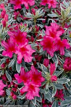 The Robe Azalea - 3 Gallon Pot -Garden Plant Shop azalea the robe 3 1