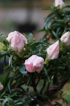 Tsuki No Shimo Satsuki Azalea - 3 Gallon Pot -Garden Plant Shop azalea tsuki no shimo 2 1